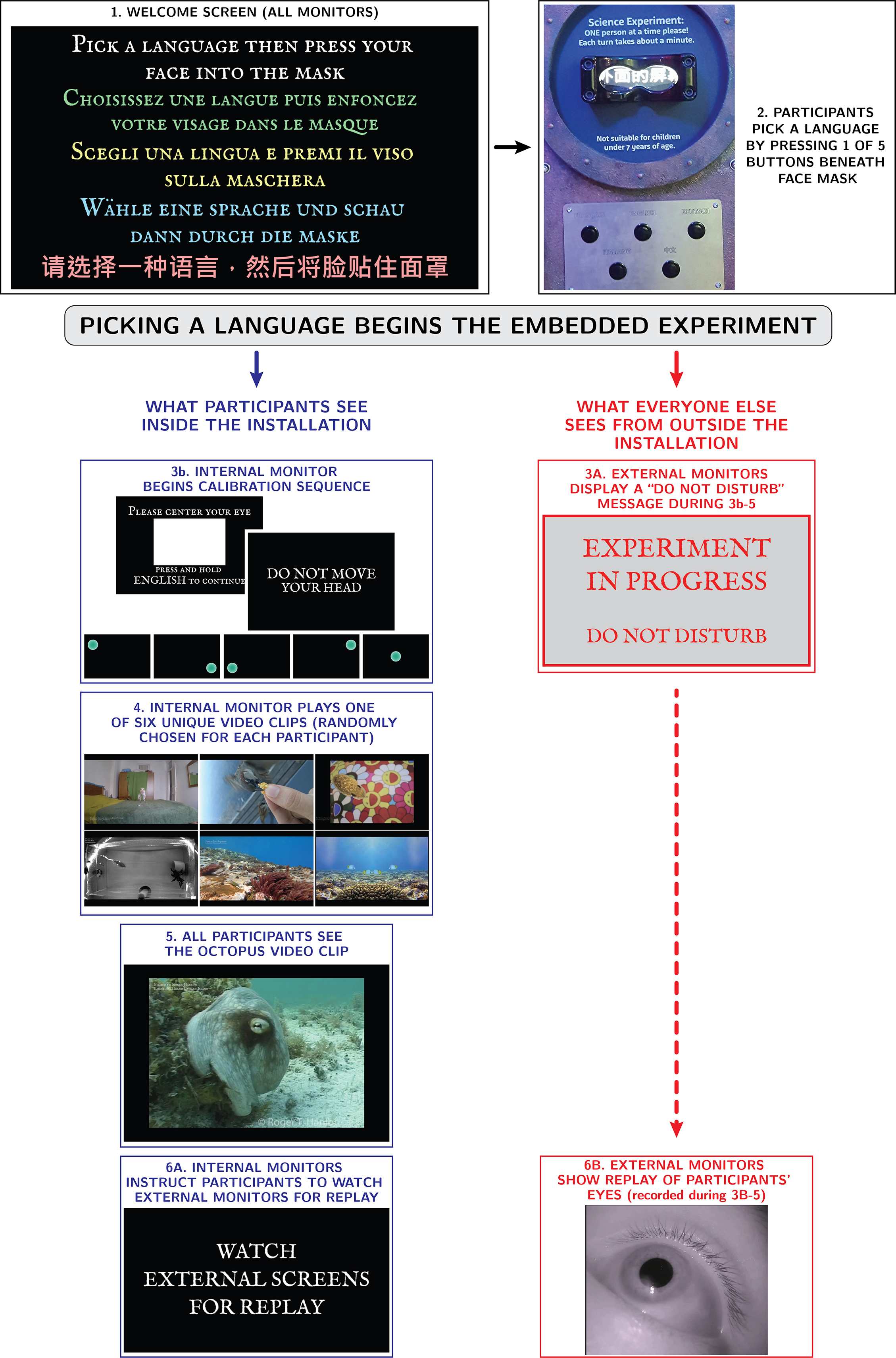 Experimental protocol