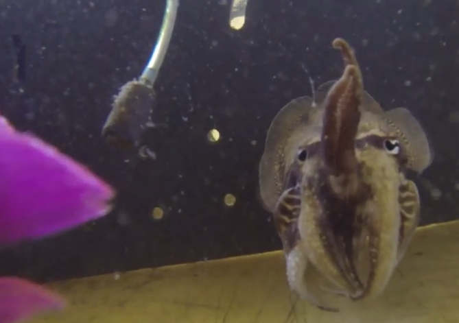 An exploration of cuttlefish hunting behaviour